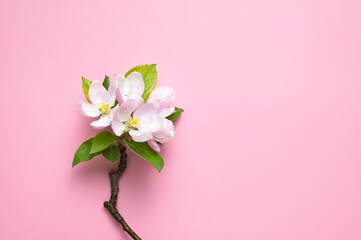 Beautiful delicate fresh spring flowers and buds of apple tree on pink background flat lay top view. Spring background. Springtime nature concept. Bloom, inflorescence, flowering 