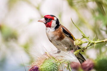 European goldfinch, feeding on the seeds of thistles. Carduelis carduelis.