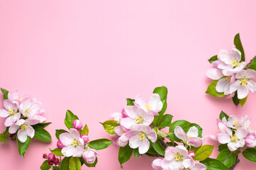Fototapeta na wymiar Beautiful delicate fresh spring flowers and buds of apple tree on pink background flat lay top view. Spring background. Springtime nature concept. Bloom, inflorescence, flowering 