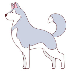husky standing