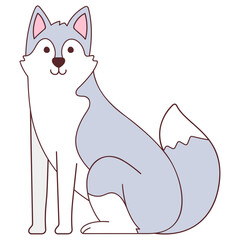 siberian husky siting