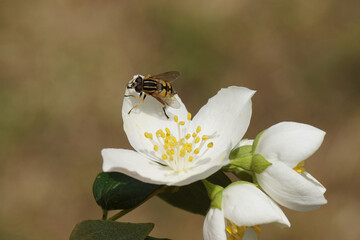 Sun fly (Helophilus pendulus). family hoverflies (Syrphidae) on a flower of a Philadelphus coronarius (sweet mock orange, English dogwood) of the family Hydrangeaceae. June, Dutch garden.