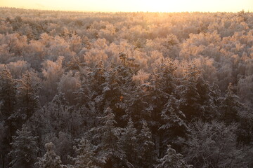 Fototapeta na wymiar Winter forest in hoarfrost, top view