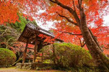 Fototapeta premium 奈良 長岳寺 鐘堂の紅葉 