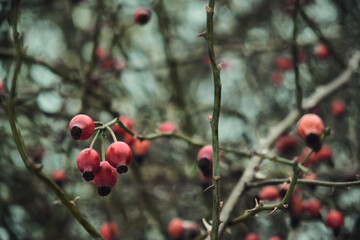 Snow-covered red rosehip berries on a bush against a background of snow. Rosehip bush with berries in winter