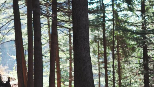 Closeup shot of tree trunk of pine tree in the pine tree forest at Van Vihar national park in Manali, Himachal Pradesh, India. Pine tree forest in Manali. Natural forest background.