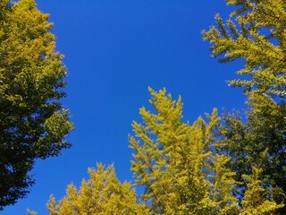秋の紅葉の木と青空