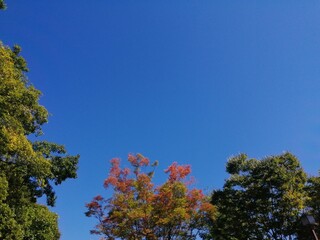秋の紅葉の木と青空