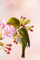 河津桜とメジロ