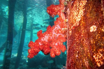 Underwater scene with red soft flower tree coral, Biodiversity of coral reef ecosystem.