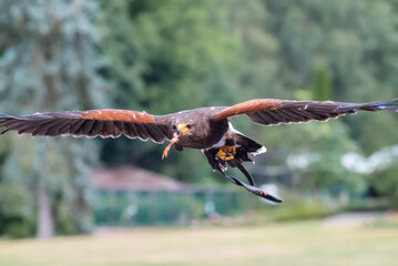 Harris's hawk, Parabuteo unicinctus, the bay-winged hawk, dusky hawk, a wolf hawk is in the flying