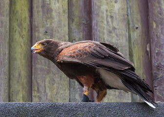 Harris's hawk, the bay-winged hawk, dusky hawk, a wolf hawk, peuco, a medium-large bird of prey