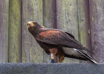 Harris's hawk, the bay-winged hawk, dusky hawk, a wolf hawk, a medium-large bird of prey