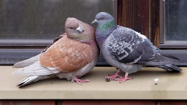 Two pigeon cleaning one another on a windowsill