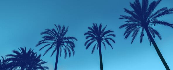 Fototapeta na wymiar A row of tropic palm trees against the dark blue sky. Silhouette of palm trees. Tropic evening landscape. Blue toning. Horizontal banner