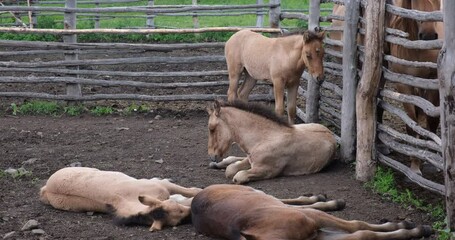 Foals in a paddock on a village farm on a hot summer day. The concept of animal husbandry, agriculture, horse breeding and farming. 4K Video 4096x2160