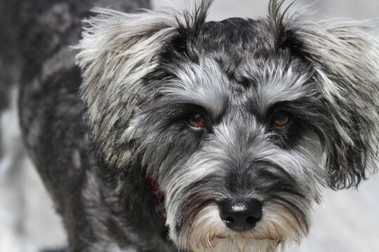 Schnoodle schnauzer dog puppy with an intent look