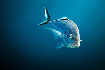 Silver trevally fish swimming in blue ocean water
