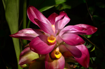 Curcuma zanthorrhiza flowers or Javanese turmeric are blooming pink. This flower has petals facing upwards in a tiered shape