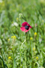 Hybrid Poppy (Papaver hybridum) with blue pollen. Long-term fallow on saline lands in the Crimea