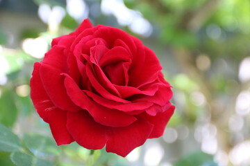 Einzelne, rote Rose blüht im Garten