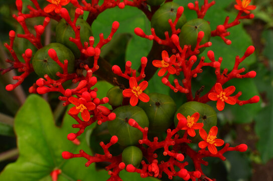 Jatropha podagrica flowers are red with yellow pollen and green fruit in the photo from above. The common name of this fruit is Buddha Belly Plant, Gout Plant