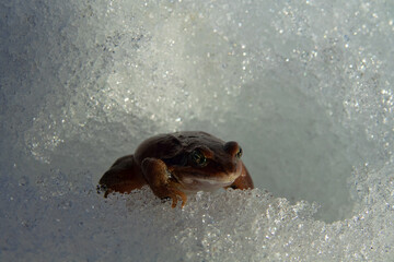 This Moor frog (Rana arvalis) woke up in early spring and makes the transition from the hibernating...