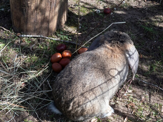 Naklejka premium Adorable and fluffy grey and white coloured lop rabbit with ears down on grass next to diy colored Easter eggs