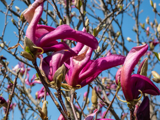Magnolia 'Susan' blooming with fragrant reddish-purple flowers in spring