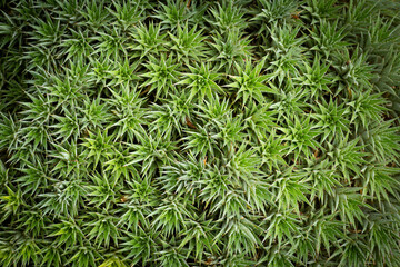 The beautiful clustered leaves of the Deuterocohnia brevifolia plant, it can be used to decorate the outdoor garden as well. It is a plant that likes sunlight. need less water just like a cactus