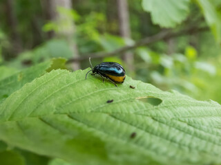 Macro shot of the pregnant female of the Alder leaf beetle (agelastica alni) - black and metallic blue in colour on a leaf