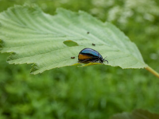 Macro shot of the pregnant female of the Alder leaf beetle (agelastica alni) - black and metallic blue in colour on a leaf