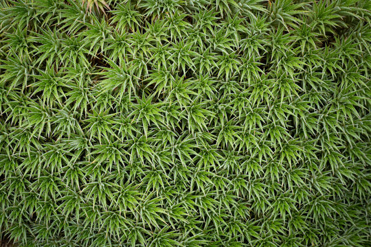 The beautiful clustered leaves of the Deuterocohnia brevifolia plant, it can be used to decorate the outdoor garden as well. It is a plant that likes sunlight. need less water just like a cactus