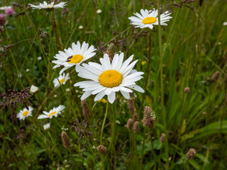 The oxeye daisy, dog daisy or marguerite (Leucanthemum vulgare) with white ray florets and yellow center