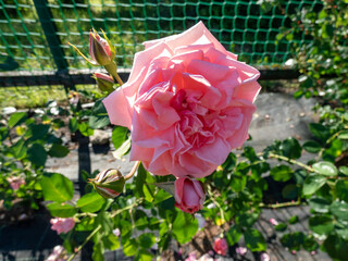 Close-up shot of a rose plant 'Coral Dawn' blooming with very large, full, mostly solitary, cluster-flowered, cupped, old-fashioned pink bloom
