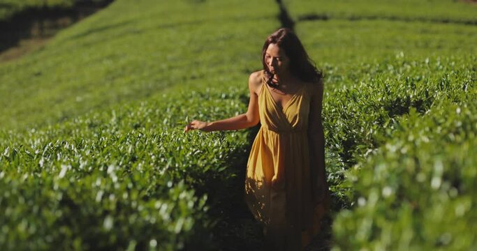 Traveler Woman Among Tea Trees During Her Travel to Famous Nature