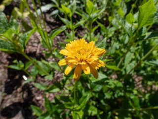 False Sunflower (Heliopsis helianthoides) 'Asahi' growing and blooming with large, double pompon golden yellow flower in garden