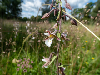 The marsh helleborine (Epipactis palustris) flowering with the flowers with sepals that are coloured deep pink or purplish-red. The labellum is white with red or yellow spots