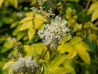 The Meadowsweet or mead wort (Filipendula ulmaria) 'Aurea' has bright golden foliage and blooms with delicate, creamy-white flowers clustered close together in cymes