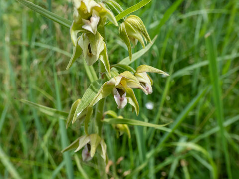 The Broad-leaved helleborine (Epipactis helleborine). The flowers are arranged in long drooping racemes with green sepals, the lower labellum is pale red