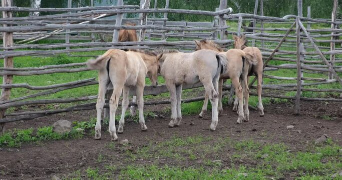 Cute foals in a wooden paddock on a farm. Agriculture, animal husbandry