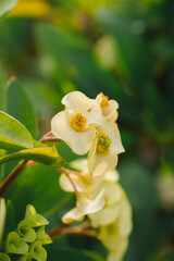 Yellow Thornless crown of thorns plant. Euphorbia geroldii.