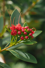 Golden Penda or Xanthostemon chrysanthus into a large spherical bouquet There are many colors such as white, yellow, orange, pink, red, red-orange, popularly planted as an ornamental plant in houses.