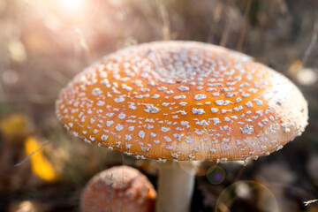 fly agaric mushroom close-up. autumn nature