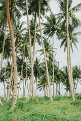 group of coconut trees on the side beach
