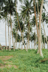 Fototapeta na wymiar group of coconut trees on the side beach