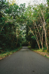 roads in the forest 
