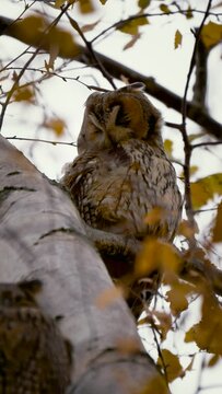 Waldohreule auf einem Ast auf dem Baum - Eule