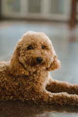 a portrait of poodle puppy 