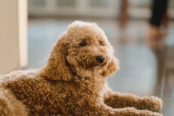 a portrait of poodle puppy dog